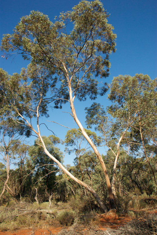 Myrtaceae Eucalyptus dumosa