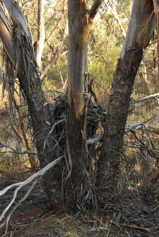 Myrtaceae Eucalyptus dumosa