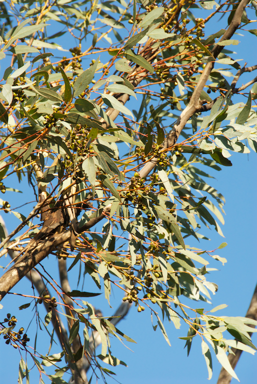 Myrtaceae Eucalyptus dumosa