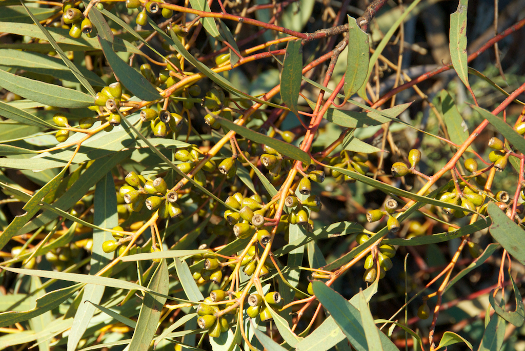 Myrtaceae Eucalyptus dumosa