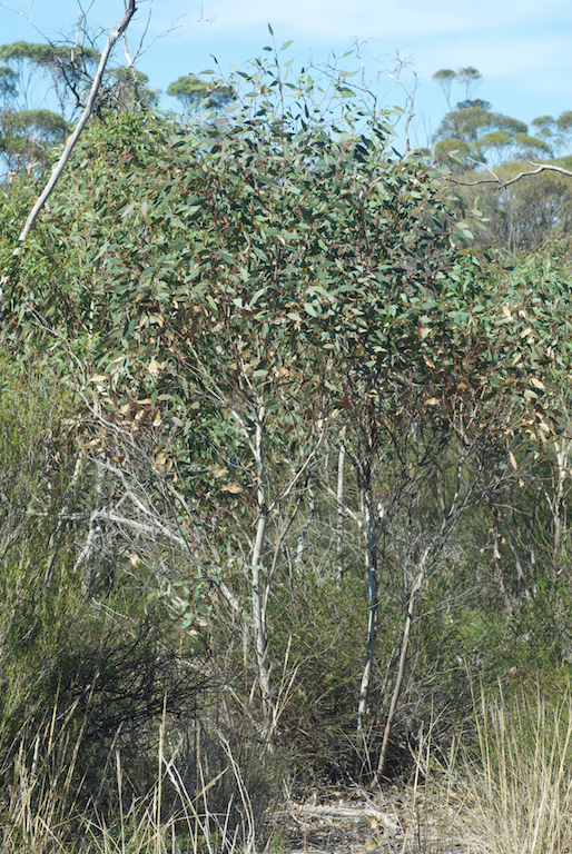Myrtaceae Eucalyptus dwyeri