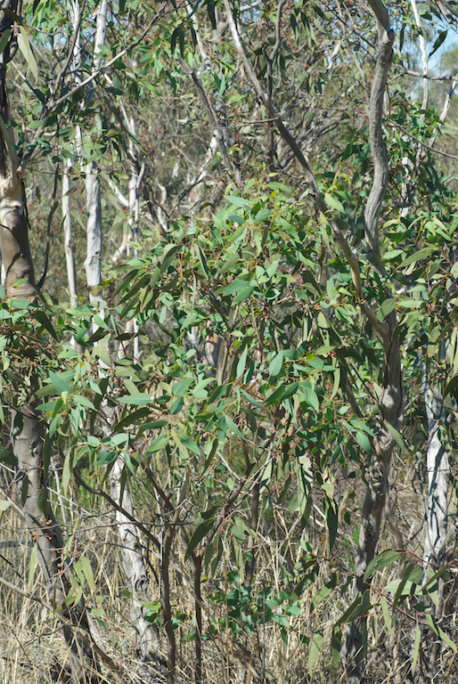 Myrtaceae Eucalyptus dwyeri