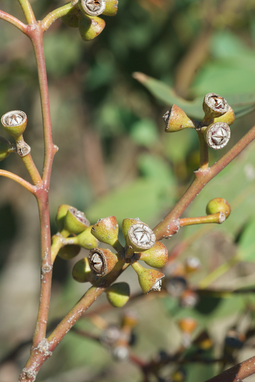 Myrtaceae Eucalyptus dwyeri