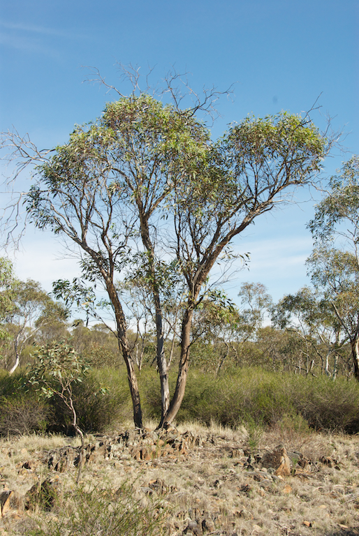 Myrtaceae Eucalyptus dwyeri