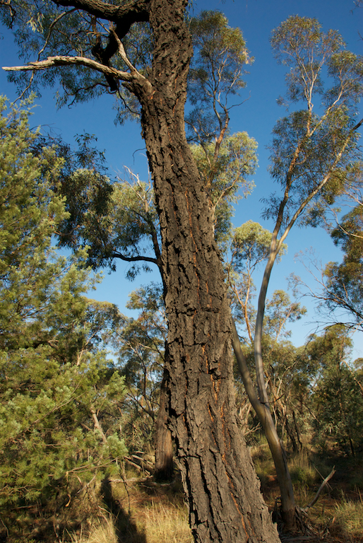 Myrtaceae Eucalyptus sideroxylon
