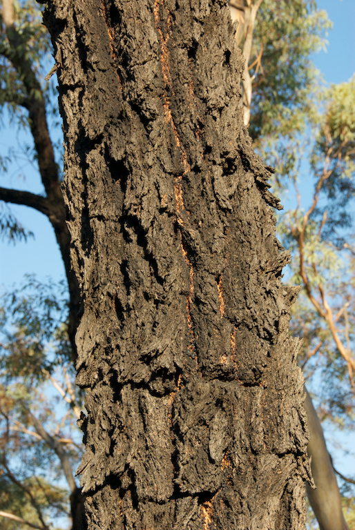 Myrtaceae Eucalyptus sideroxylon