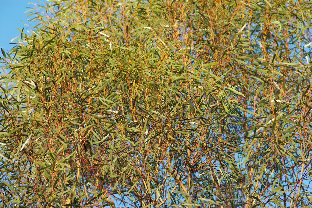 Myrtaceae Eucalyptus viridus