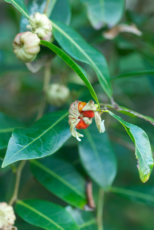Phyllanthaceae Glochidion fernandi