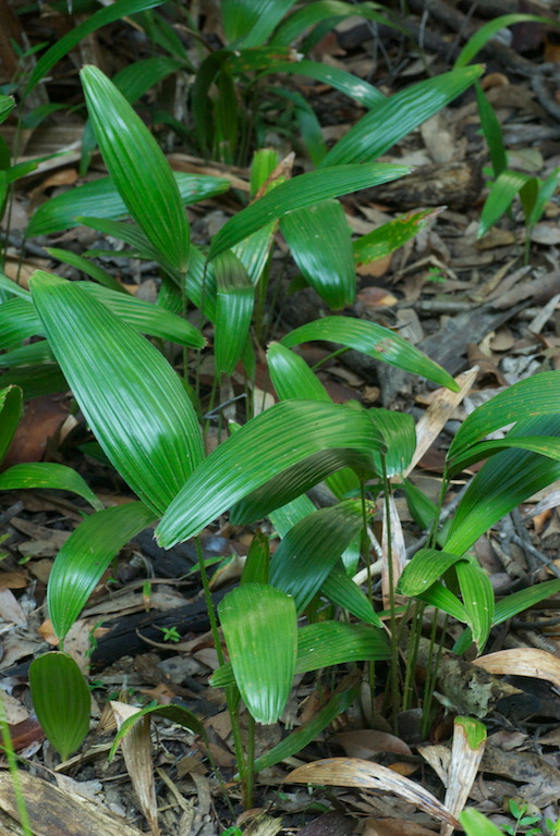 Arecaceae Livistona australis