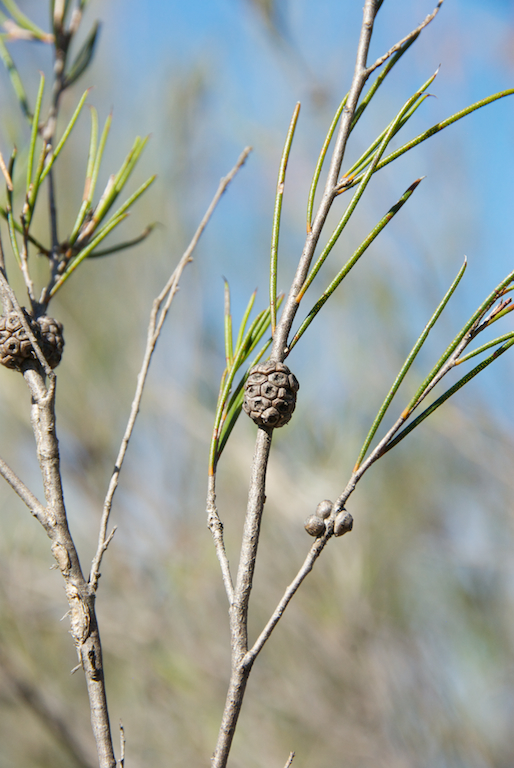 Myrtaceae Melaleuca uncinata