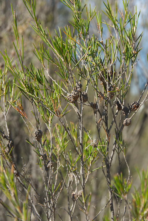 Myrtaceae Melaleuca uncinata