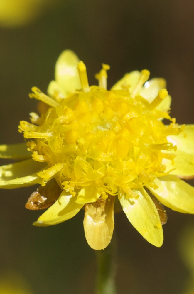 Asteraceae Hyalosperma praecox