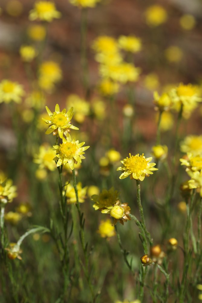 Asteraceae Hyalosperma praecox