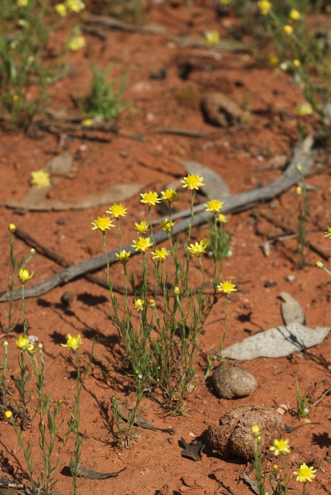 Asteraceae Hyalosperma praecox