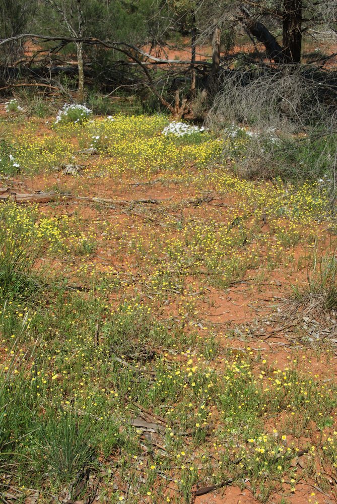 Asteraceae Hyalosperma praecox