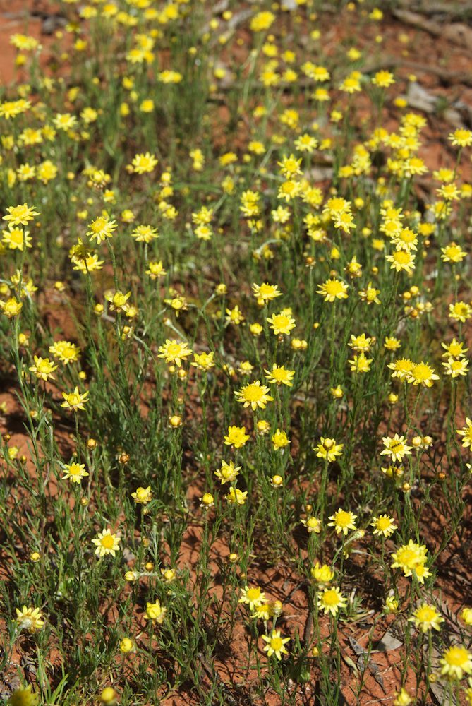 Asteraceae Hyalosperma praecox
