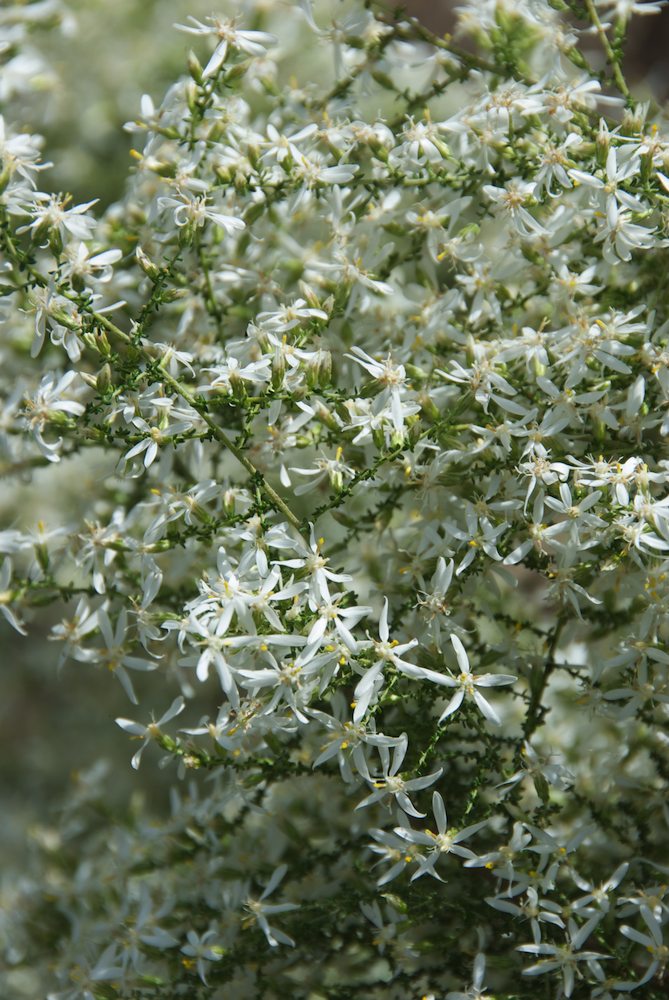 Asteraceae Olearia floribunda