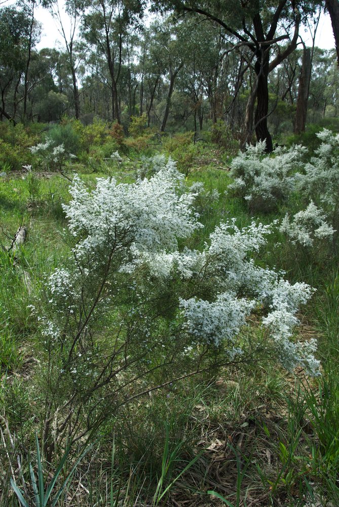 Asteraceae Olearia floribunda