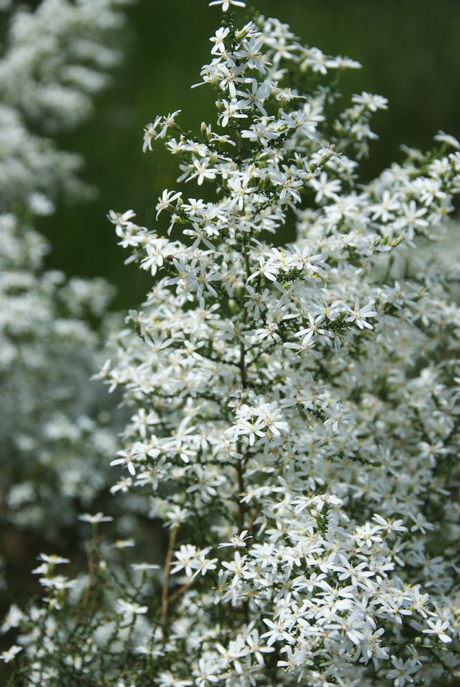 Asteraceae Olearia floribunda