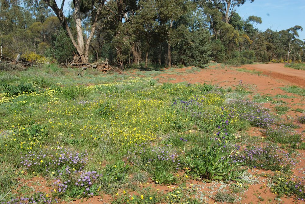 Goodeniaceae Velleia glabrata