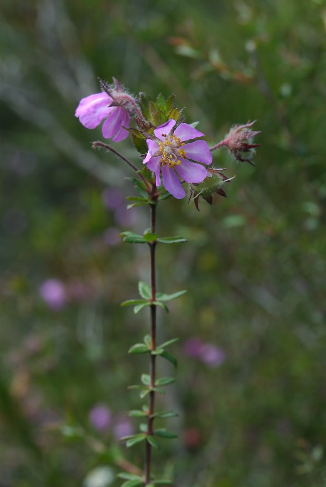 Cunoniaceae Bauera rubioides