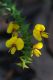 image of Bossiaea cinerea