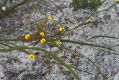 image of Bossiaea ensata
