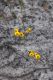 image of Bossiaea ensata