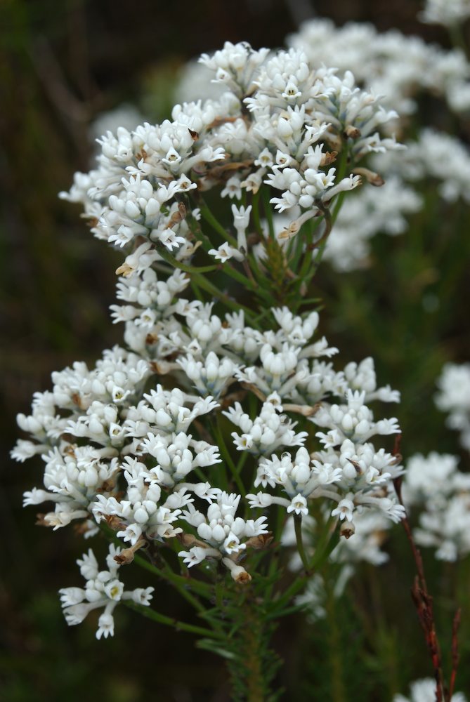 Proteaceae Conospermum taxifolium