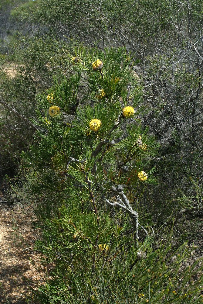 Proteaceae Isopogon anethifolius