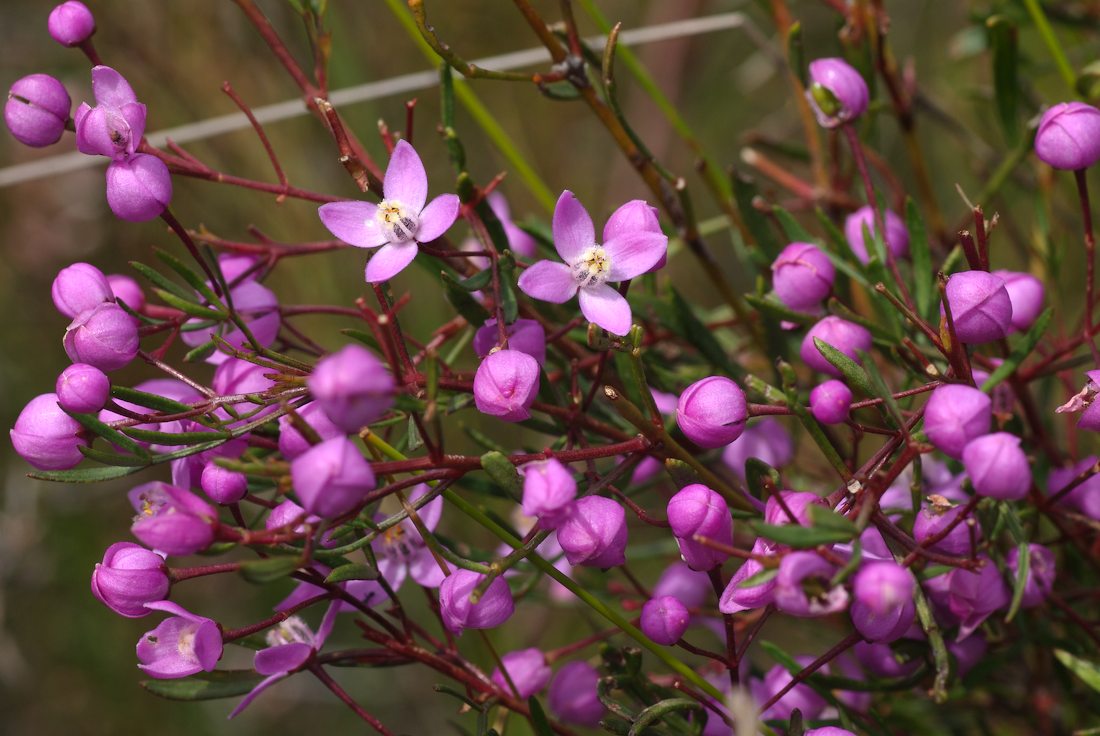 Rutaceae Boronia pinnata