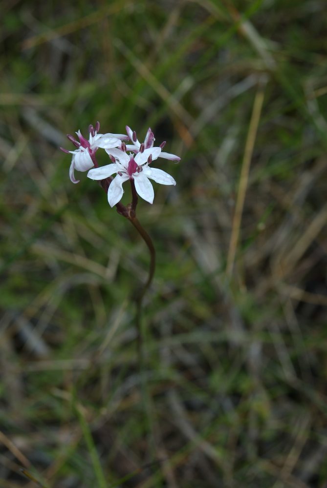 Colchicaceae Burchardia umbellata