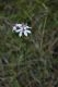 image of Burchardia umbellata