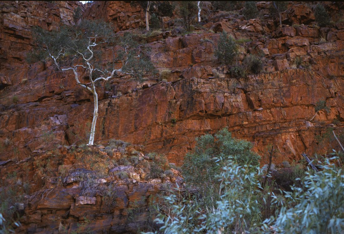 Myrtaceae Corymbia aparrerinja