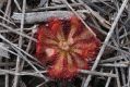 image of Drosera spatulata