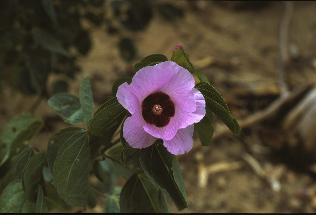 Malvaceae Gossypium sturtianum