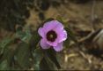 image of Gossypium sturtianum