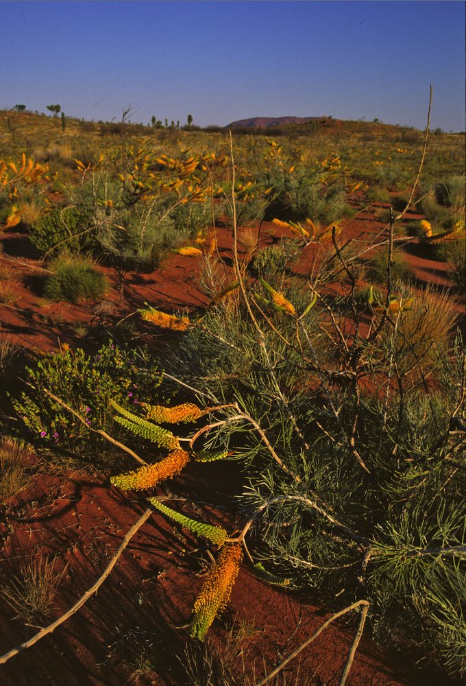 Proteaceae Grevillea eriostachya