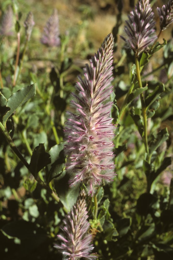 Amaranthaceae Ptilotus exaltatus