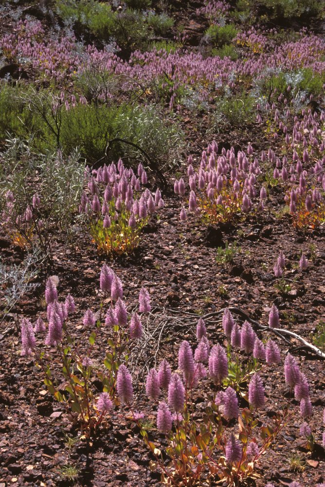 Amaranthaceae Ptilotus exaltatus