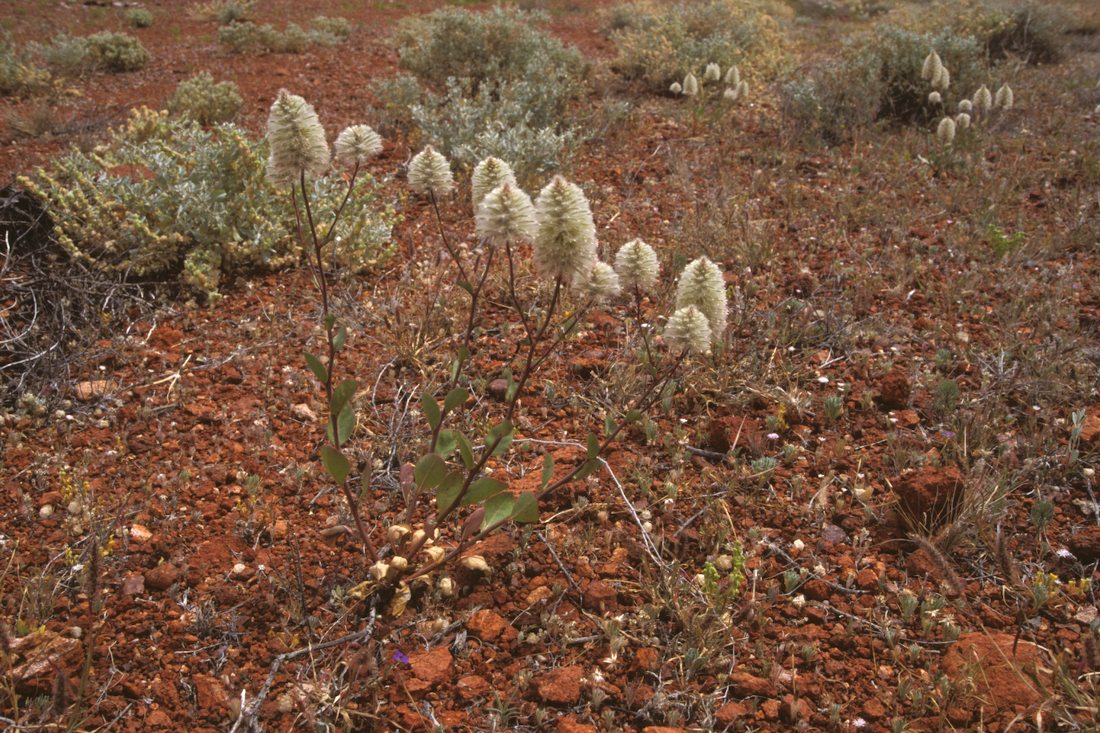 Amaranthaceae Ptilotus nobilis