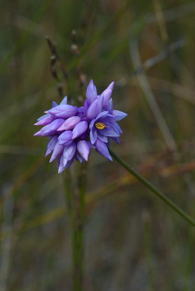 Asparagaceae Sowerbaea juncea