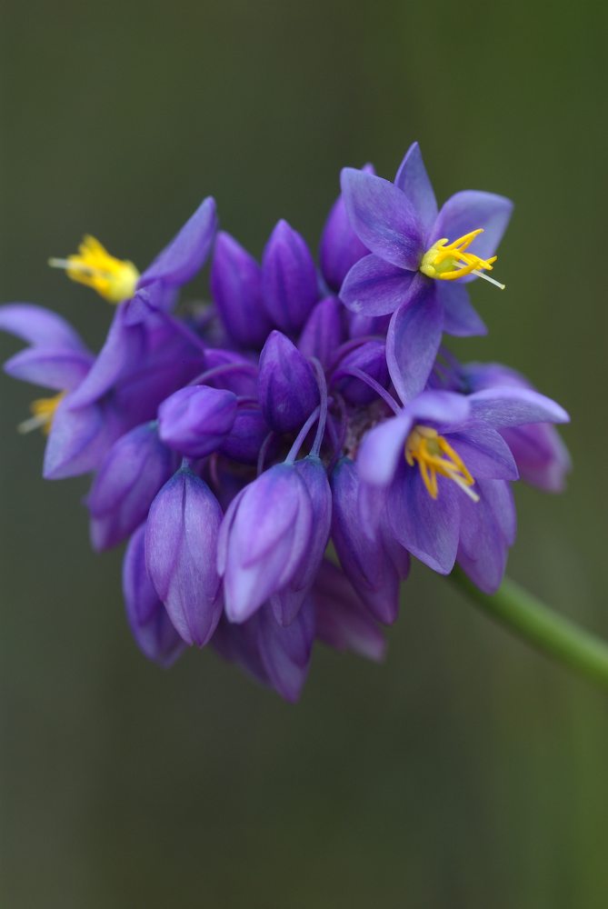 Asparagaceae Sowerbaea juncea