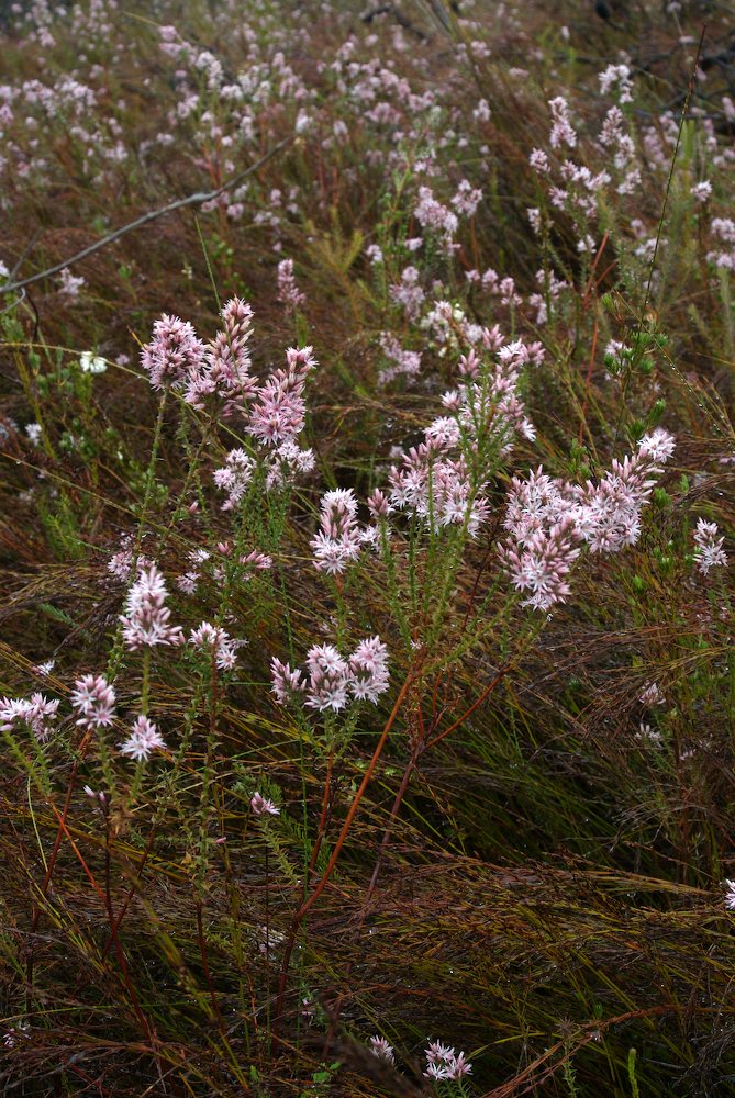 Ericaceae Sprengelia incarnata