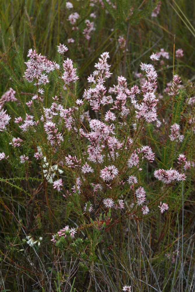 Ericaceae Sprengelia incarnata