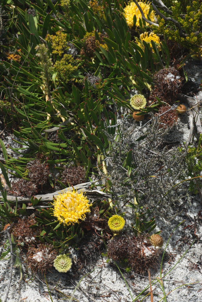 Proteaceae Leucospermum prostratum