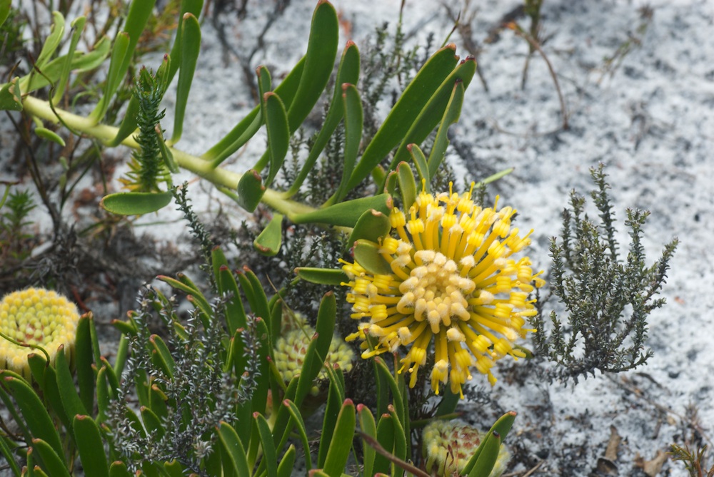 Proteaceae Leucospermum prostratum