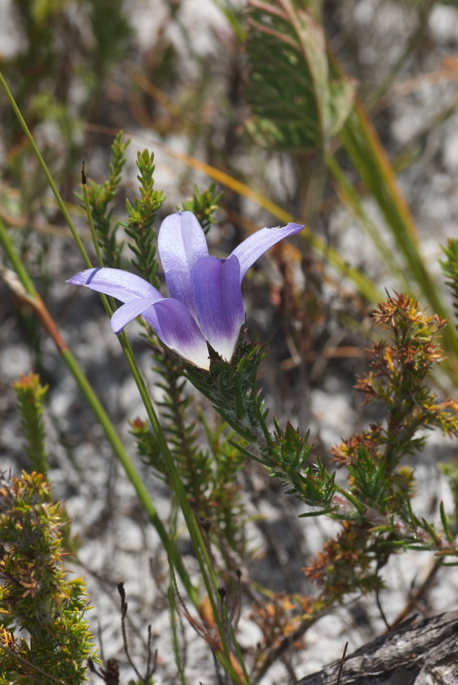 Campanulaceae Roella prostrata