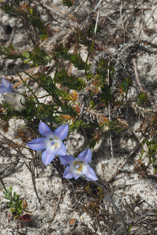 Campanulaceae Roella prostrata