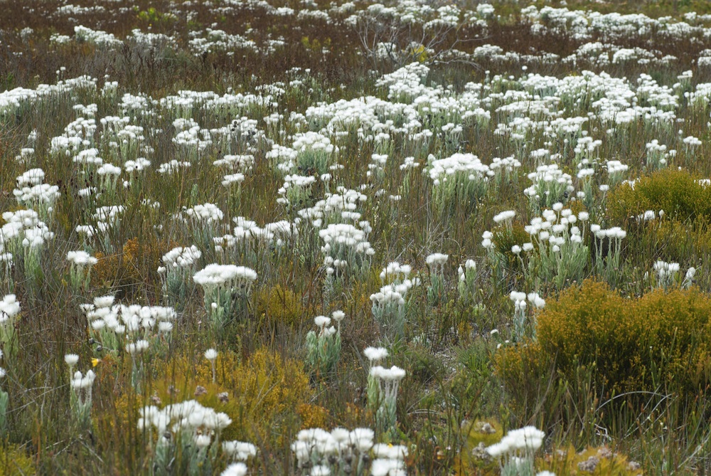 Asteraceae Syncarpha vestita